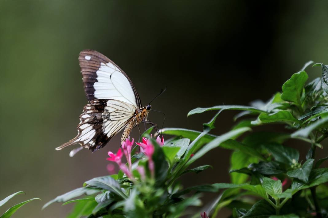 Konya’nın ünlü bahçesinde 10 bin kelebek vuslat için ilk kez kanat çırpacak 16